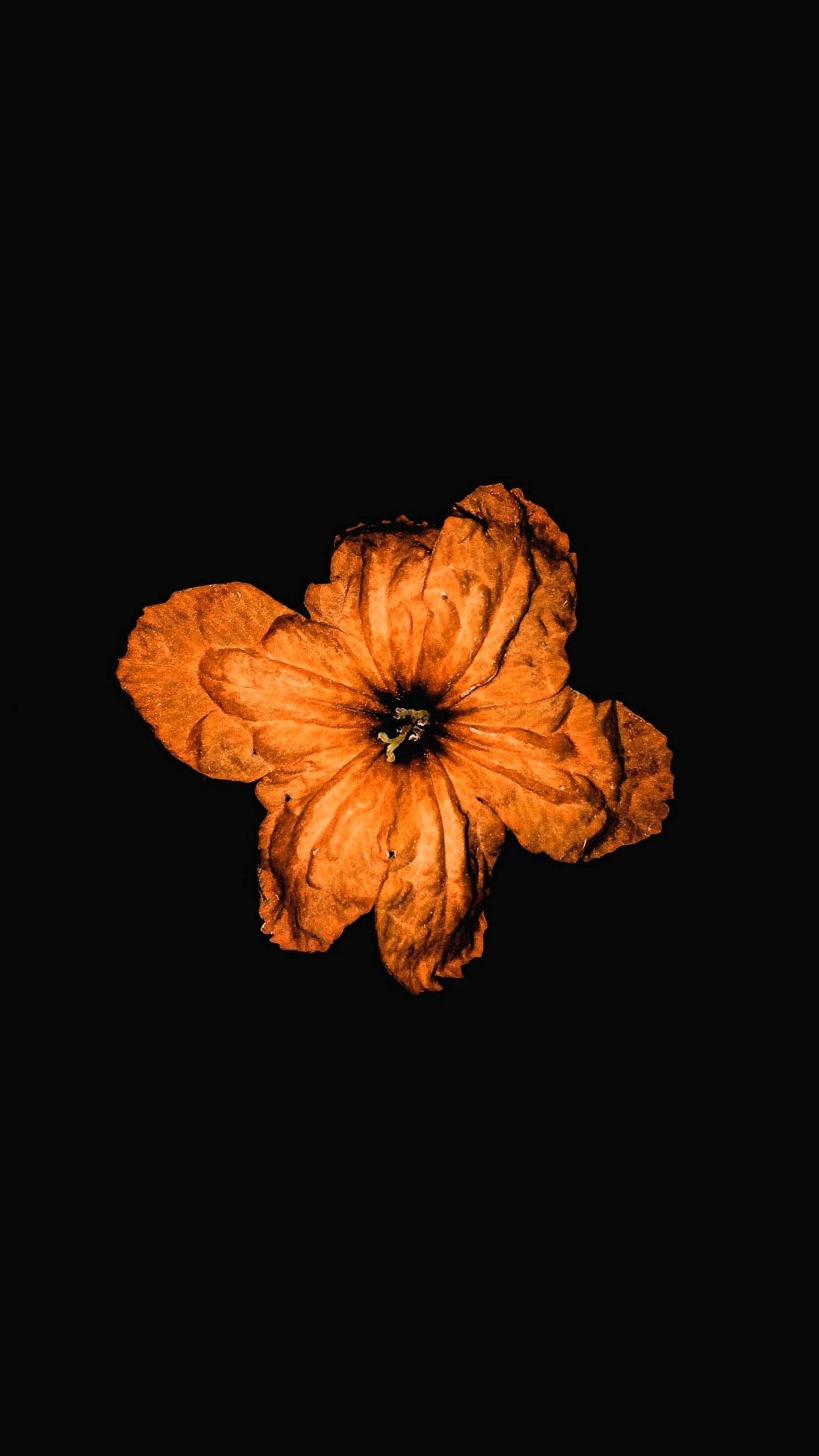 amoled Wallpaper 12e2eqwed