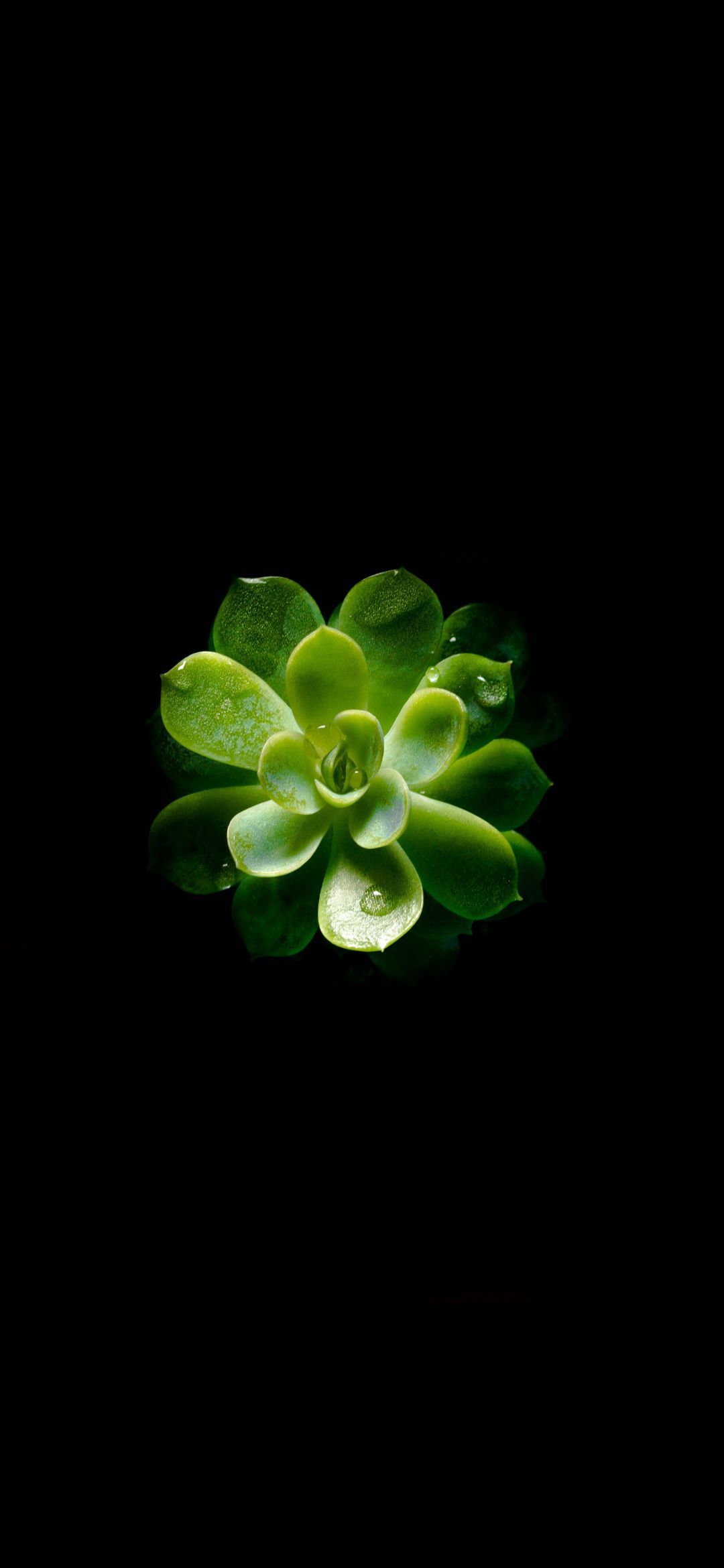 amoled wall x1