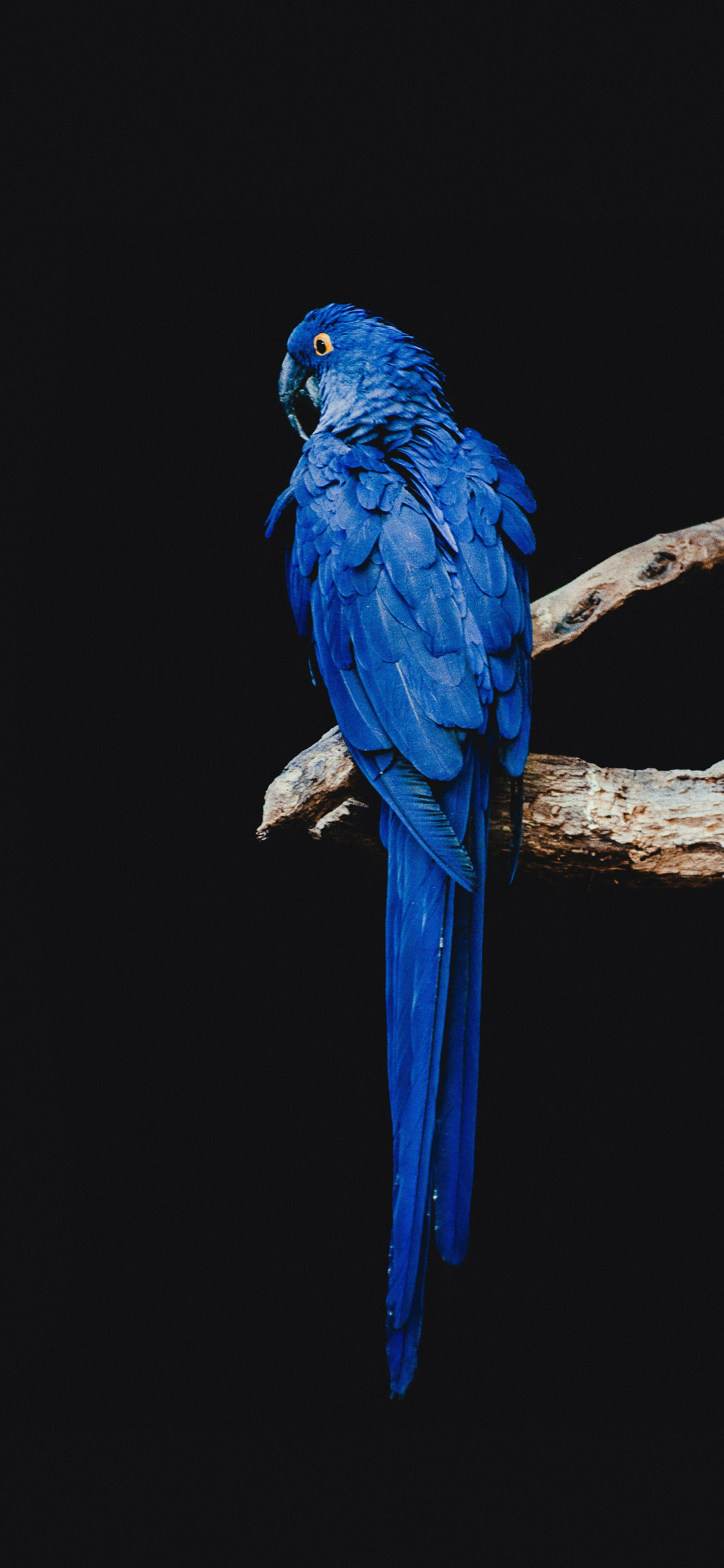 animal wall 1